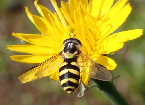 Réf. 347 734 : Dasysyrphus albostriatus